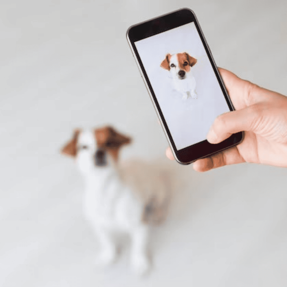 Case-Study-nyc-pet-trainer-Social-Media-Growth-image